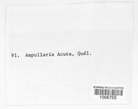 Leptosphaeria acuta image